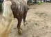 Silver spotted colt
