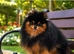 BLACK & ORANGE POMERANIAN STUD NATURAL ONLY