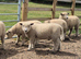 White Ryeland Ewe Lambs