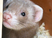 2 female ferrets