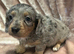 Long haired Dachshund