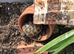 Hermann Tortoises
