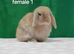 Purebred mini lop rabbits