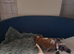 Cavalier king charles puppies