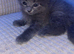 Ragdoll X British Kittens