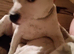 Staffordshire Bull Terrier Cross Patterdale called cokie