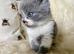 British Shorthair male Kitten