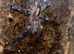 Poecilotheria Metallica (Female)