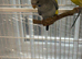 Blackwing budgie handtame very healthy and active