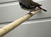 X2 diamond fire tail finches