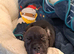 (Last pup left) female frenchie x English bulldog