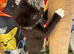 VERY LOVING BOY KITTEN READY NOW