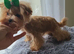 Beautiful tiny Maltipoo boy