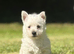 Adorable west highland terrier puppy