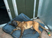 Lovely Pressa canario boy available