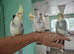 Hand reared baby Ringnecks