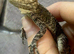 Starred Agama at Birmingham Reptiles