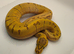 2026 pastel super enchi pinstripe hypo ball python