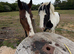 Piebald Cob