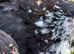 Breeding Pair of Black speckled pekin