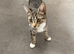 Beautiful 10 month old kittens