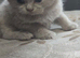 1 very chunky lilac female british short-hair
