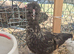 Polskie chick (polish cross silkie)