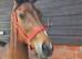 Lovely unbroken tb filly 3yrs