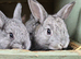 Mini rex cross netherland dwarf