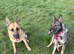 German shepherd
