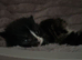 Last remaining kitten