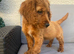 Cocker spaniel puppy&rsquo;s for sale