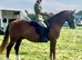 Cleaveland bay/ Welsh for sale