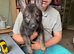 Female german shepherd puppy