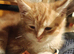 Adorable Kittens Looking for Their Forever Homes! We are happy to announce that 5 sweet, healthy, and playful kittens are now ready to find their lovi