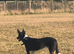 Kelpie cross collie