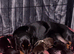 LAST Black and Tan girl available Miniature dachshund