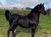 Registered 3 Year Old Colt