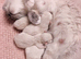Champion bloodline Ragdolls
