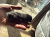 Bantam mix chicks for sale