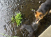 3 month old female Rottweiler pup
