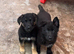 German Shepherd pups
