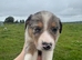 7 beautiful border collie puppies