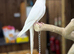 Albino cocktails