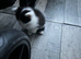 6 kittens are ready to go