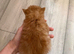 Beautiful red kittens looking for a home