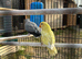 2 lovebirds for sale