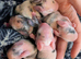 Pure bred Baby Mini lops