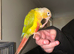 Pineapple Cheeked Conure