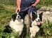 READY NOW - The prettiest Border Collies you will see today